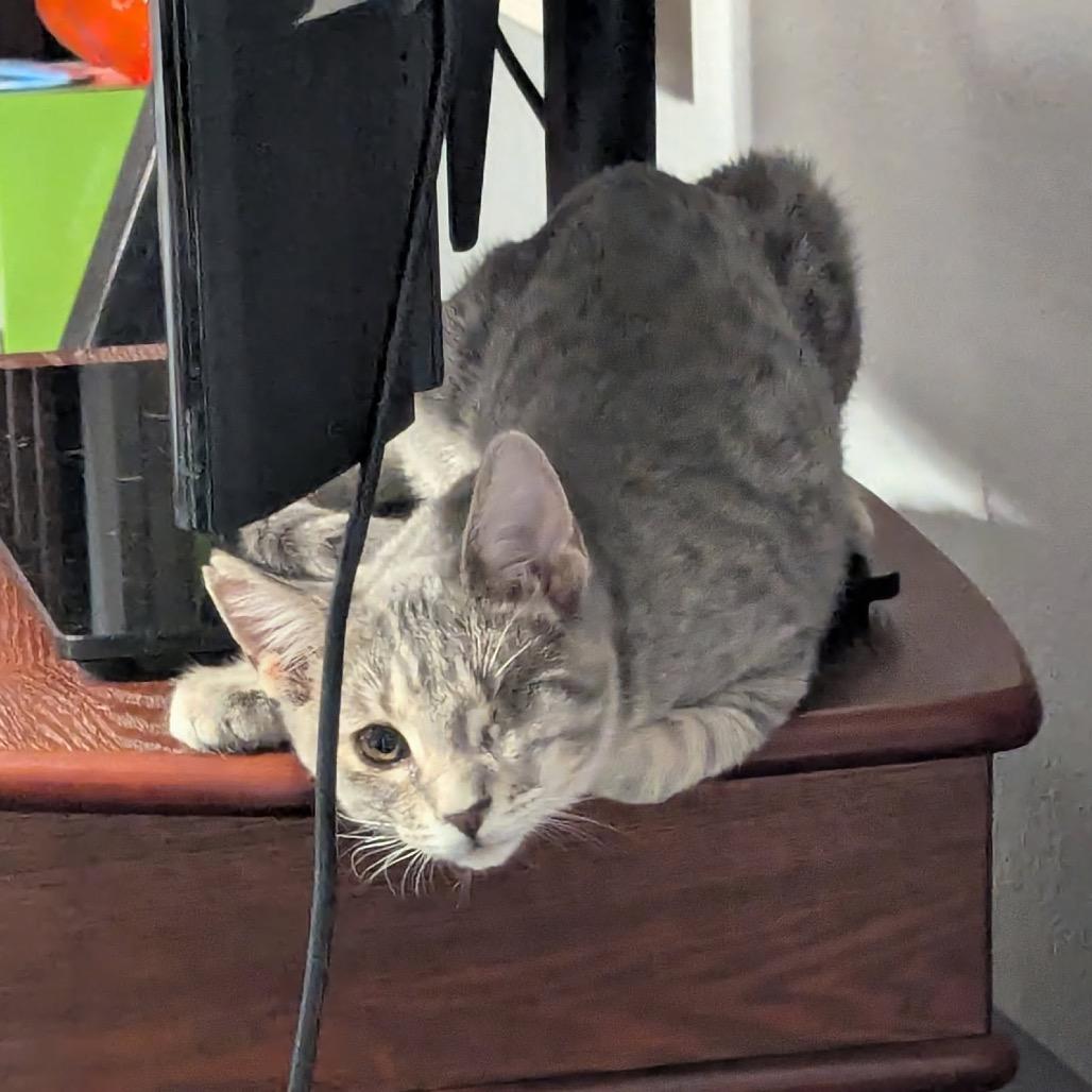 Enlarge Jack cat, a Adoptable mixed breed in Las Vegas, NV image 1/6