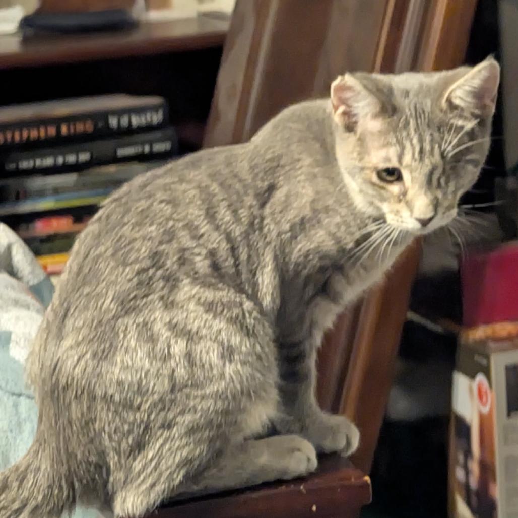 Enlarge Jack cat, a Adoptable mixed breed in Las Vegas, NV image 3/6