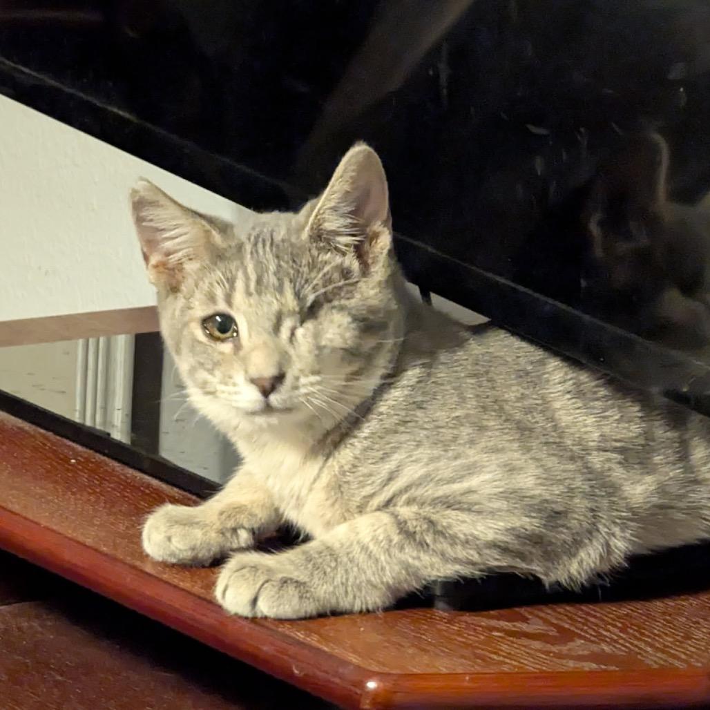 Enlarge Jack cat, a Adoptable mixed breed in Las Vegas, NV image 4/6