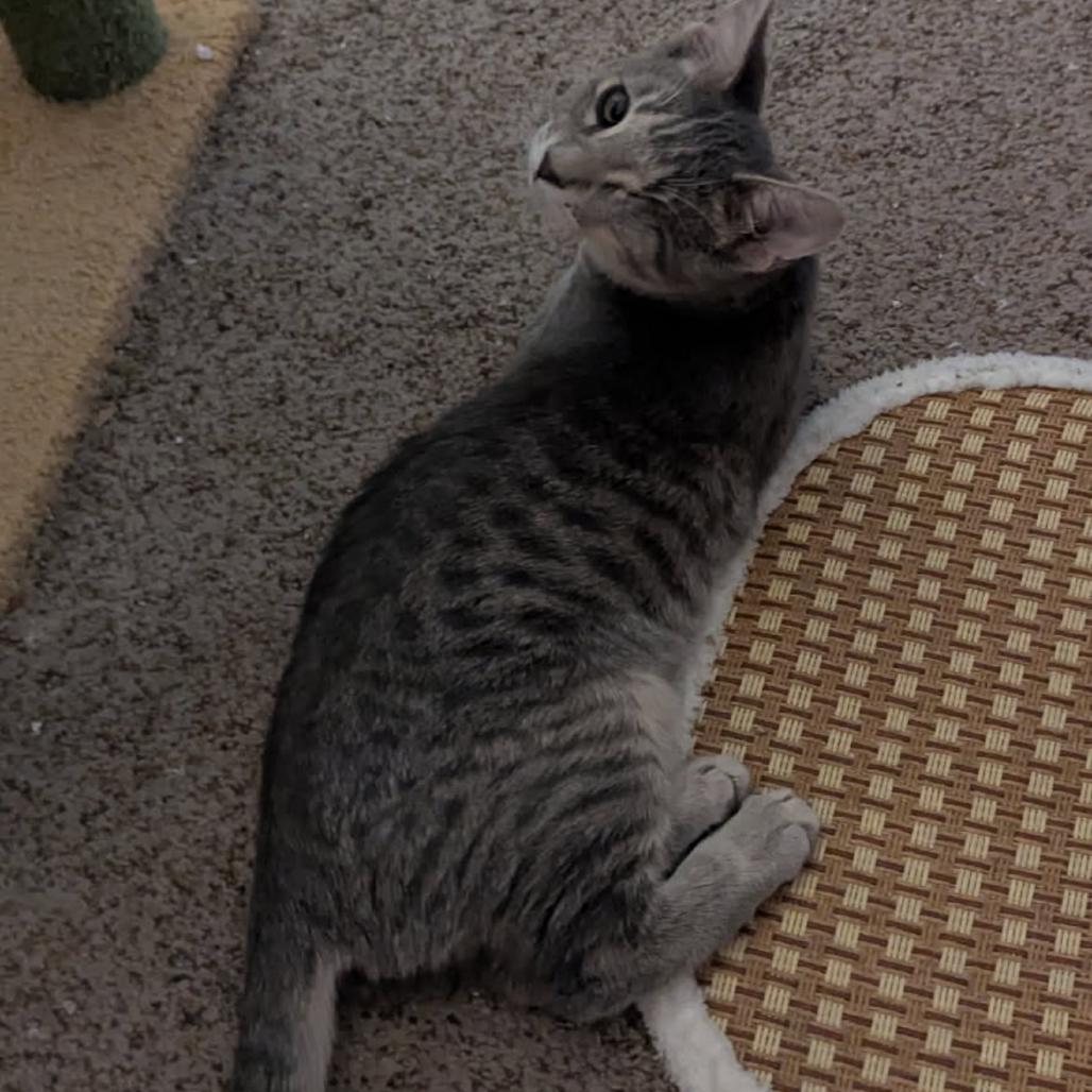 Enlarge Jack cat, a Adoptable mixed breed in Las Vegas, NV image 5/6