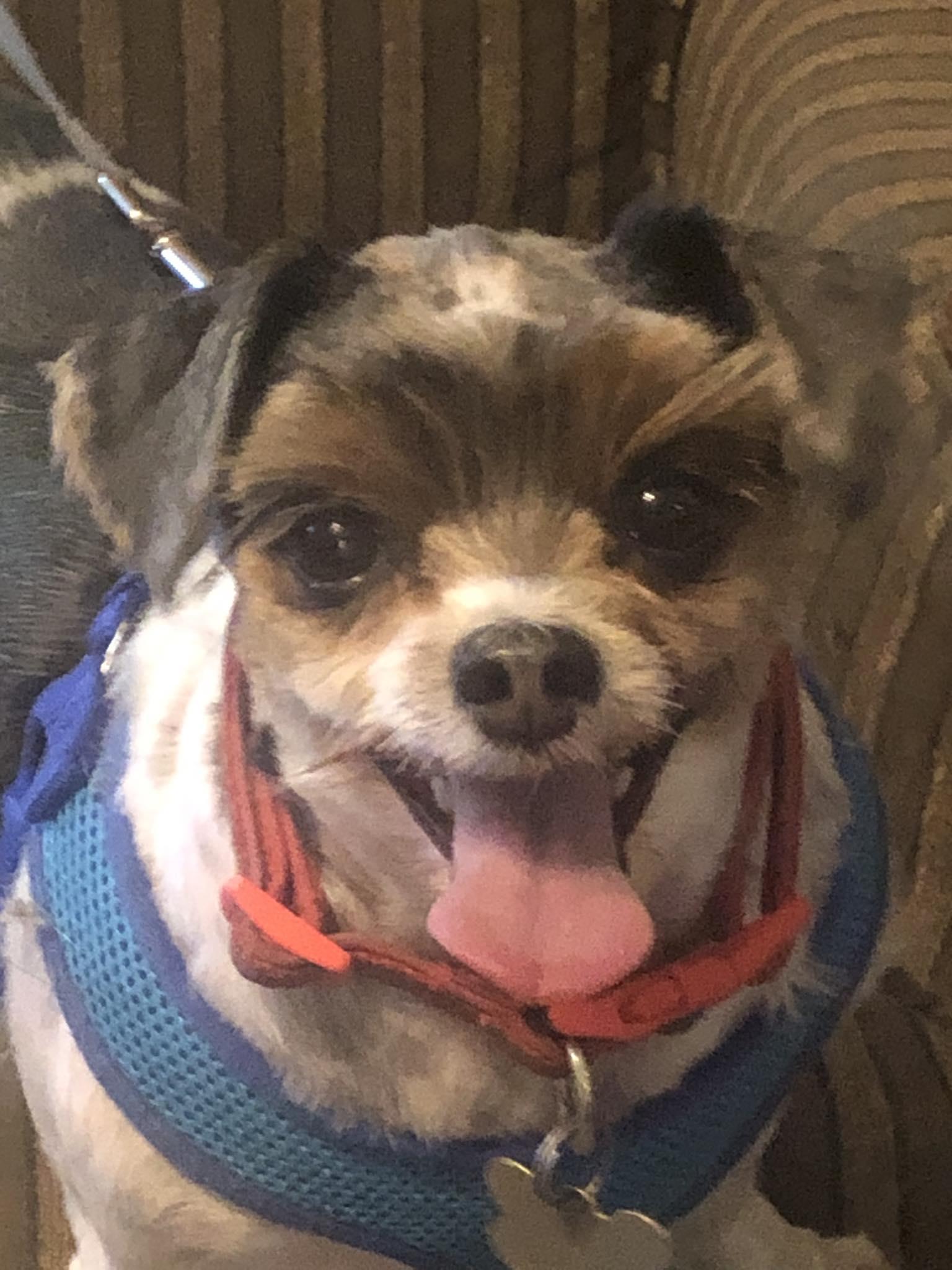 Jax, Adoptable, Adult Male Shih Tzu & Yorkshire Terrier.