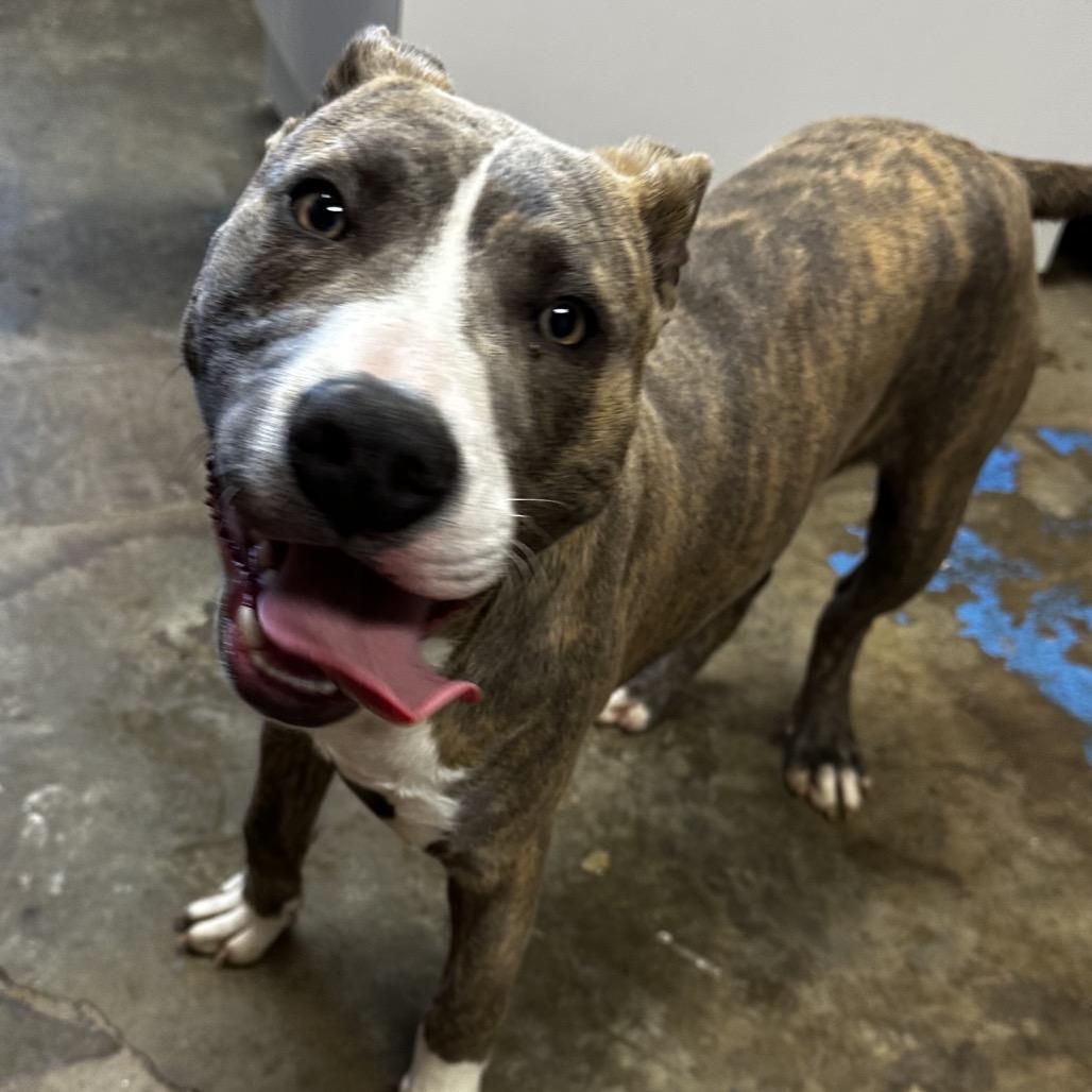 Enlarge Phillip, a Adoptable mixed breed in Cleveland, MS image 1/5