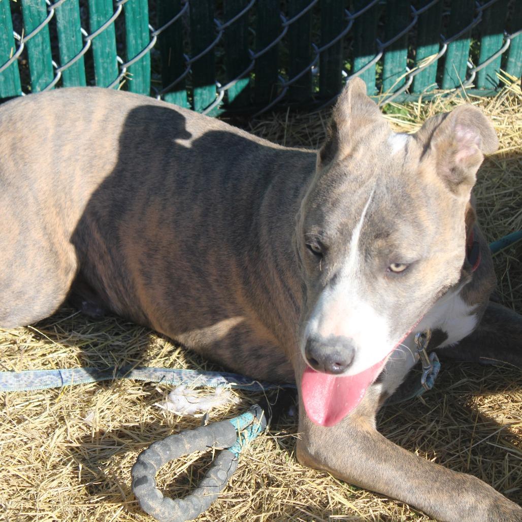 Enlarge Phillip, a Adoptable mixed breed in Cleveland, MS image 2/5