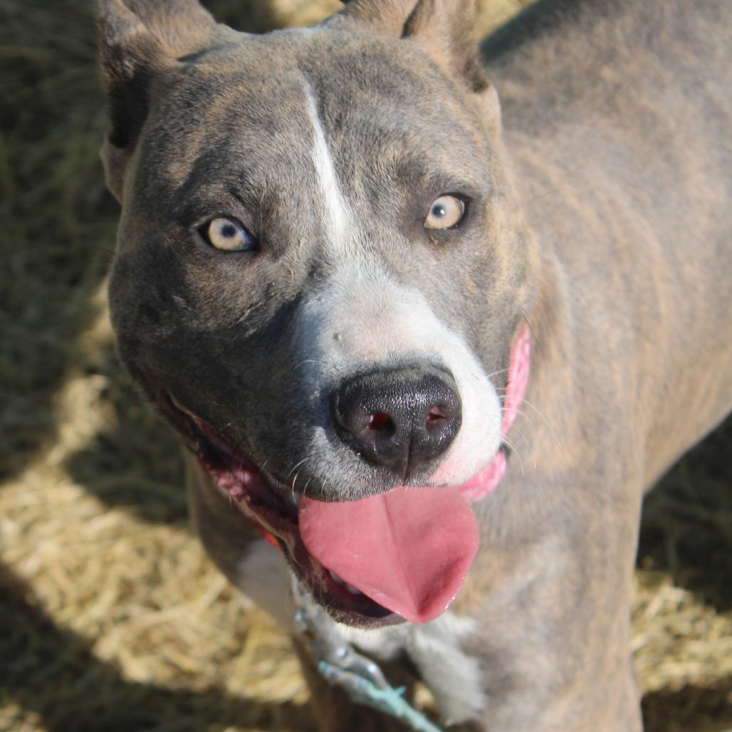 Enlarge Phillip, a Adoptable mixed breed in Cleveland, MS image 3/5