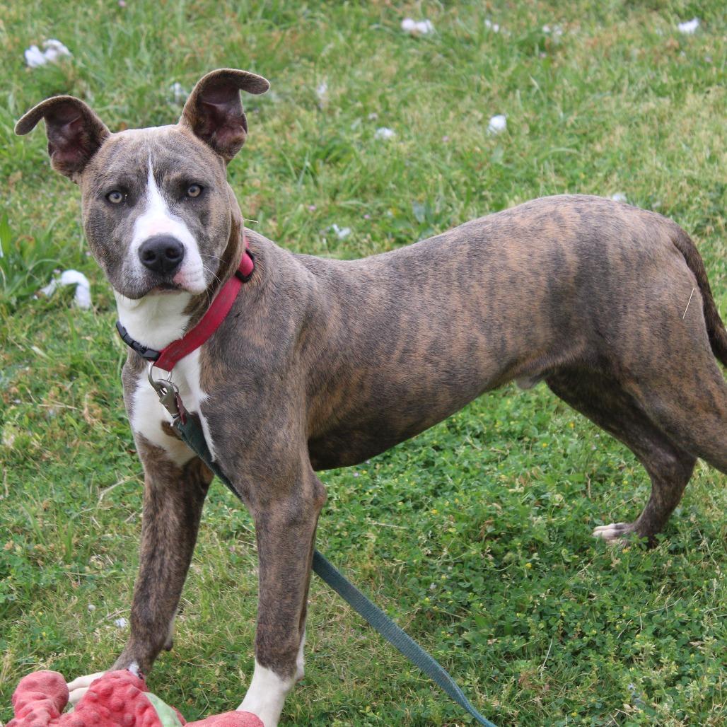 Enlarge Phillip, a Adoptable mixed breed in Cleveland, MS image 4/5