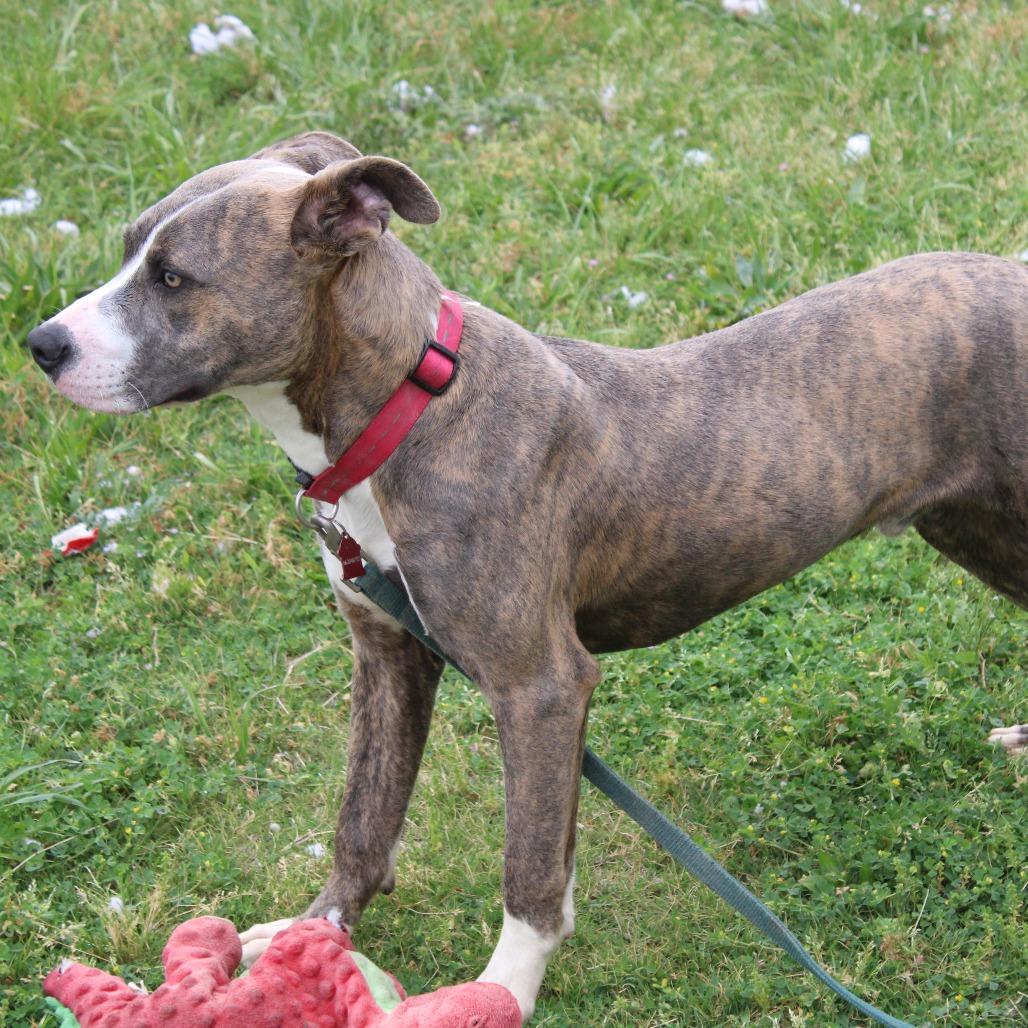 Enlarge Phillip, a Adoptable mixed breed in Cleveland, MS image 5/5