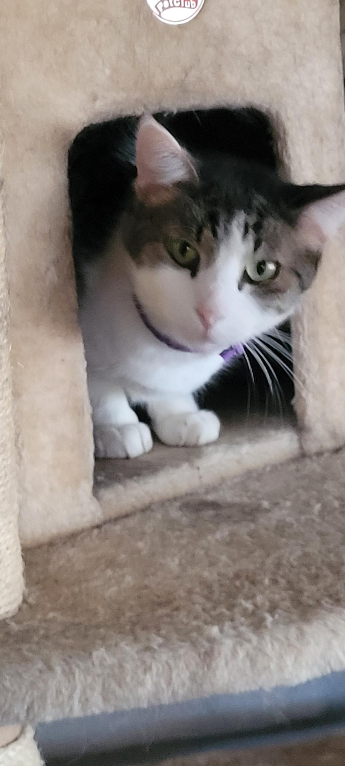 Enlarge Sweetie, a Adoptable Domestic Short Hair in Alpine, TX image 3/3