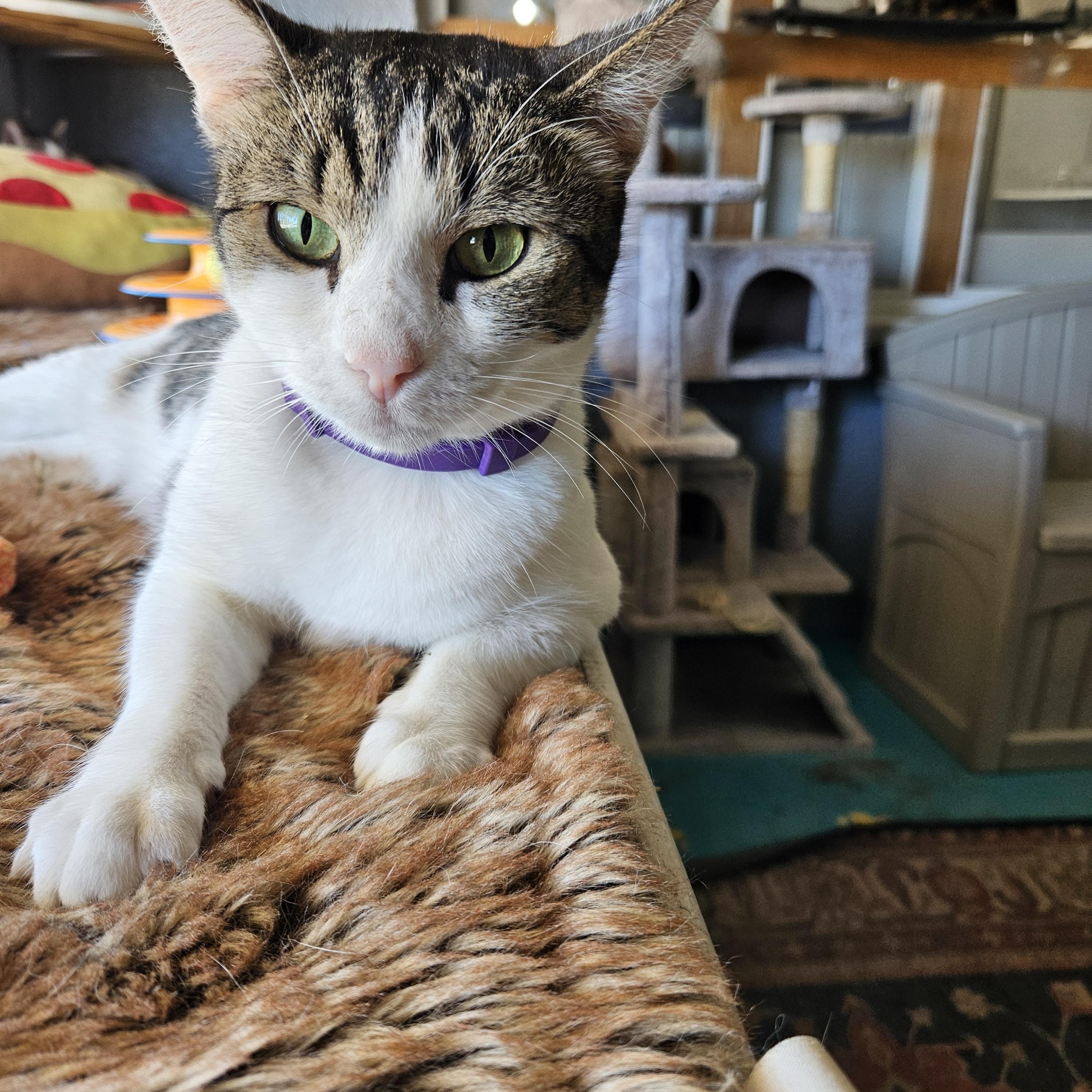 Enlarge Sweetie, a Adoptable Domestic Short Hair in Alpine, TX image 1/3