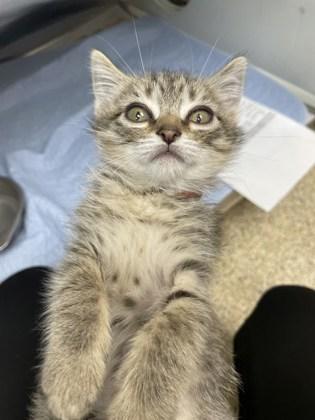 Enlarge Klaus, a Adoptable Domestic Short Hair in Houston, TX image 1/3