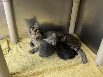 Enlarge Klaus, a Adoptable Domestic Short Hair in Houston, TX image 2/3