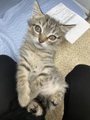 Enlarge Klaus, a Adoptable Domestic Short Hair in Houston, TX image 3/3