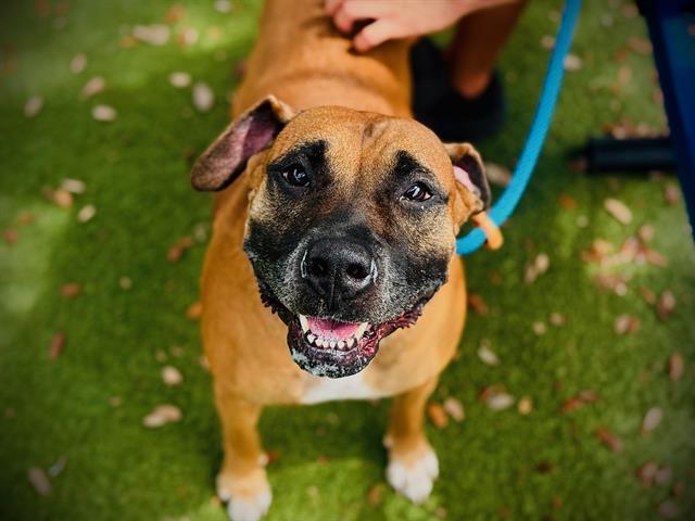 LUNA, Adoptable, Adult Female Boxer & Mixed Breed.