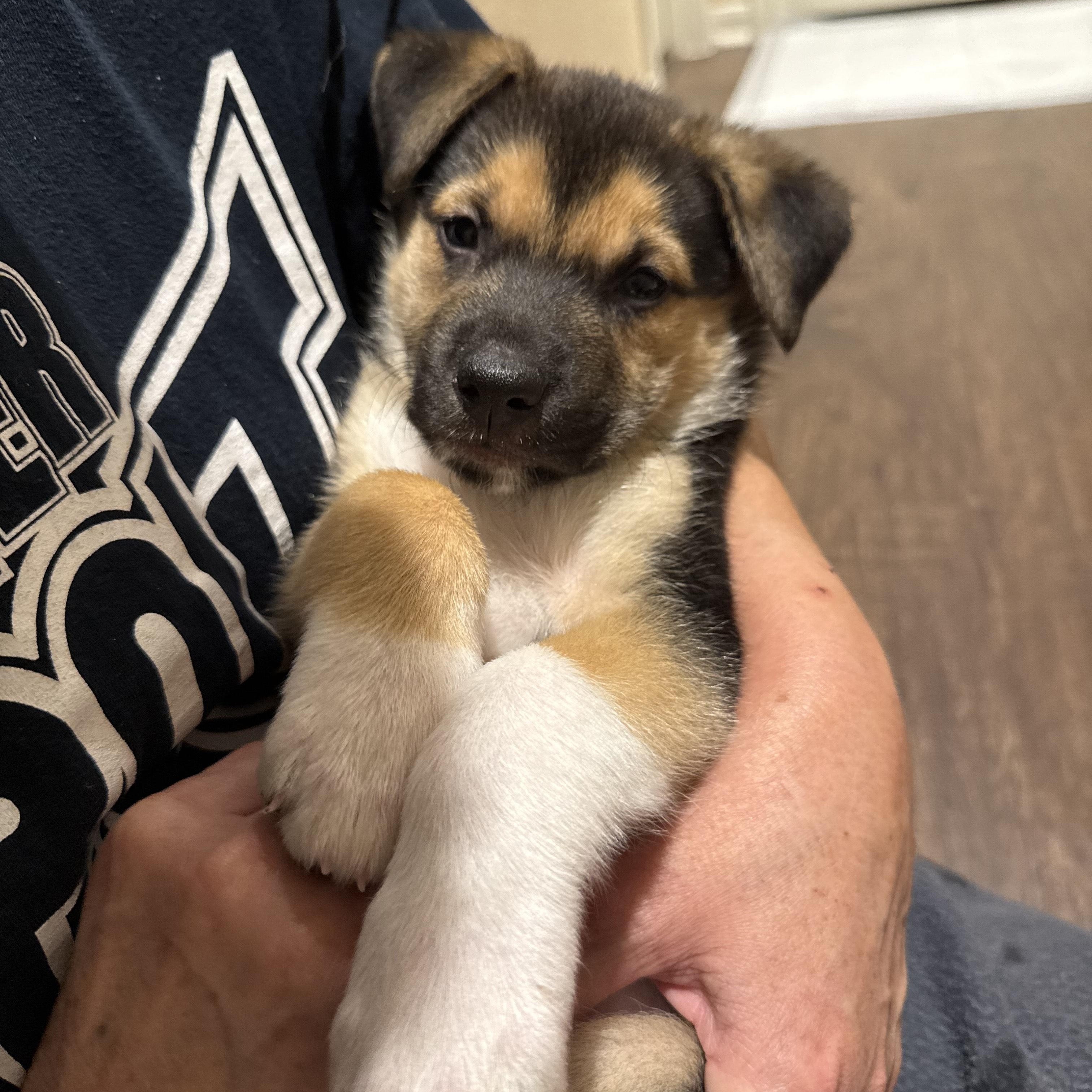 Enlarge Haven, an adoptable mixed breed in Austin, TX image 2/6