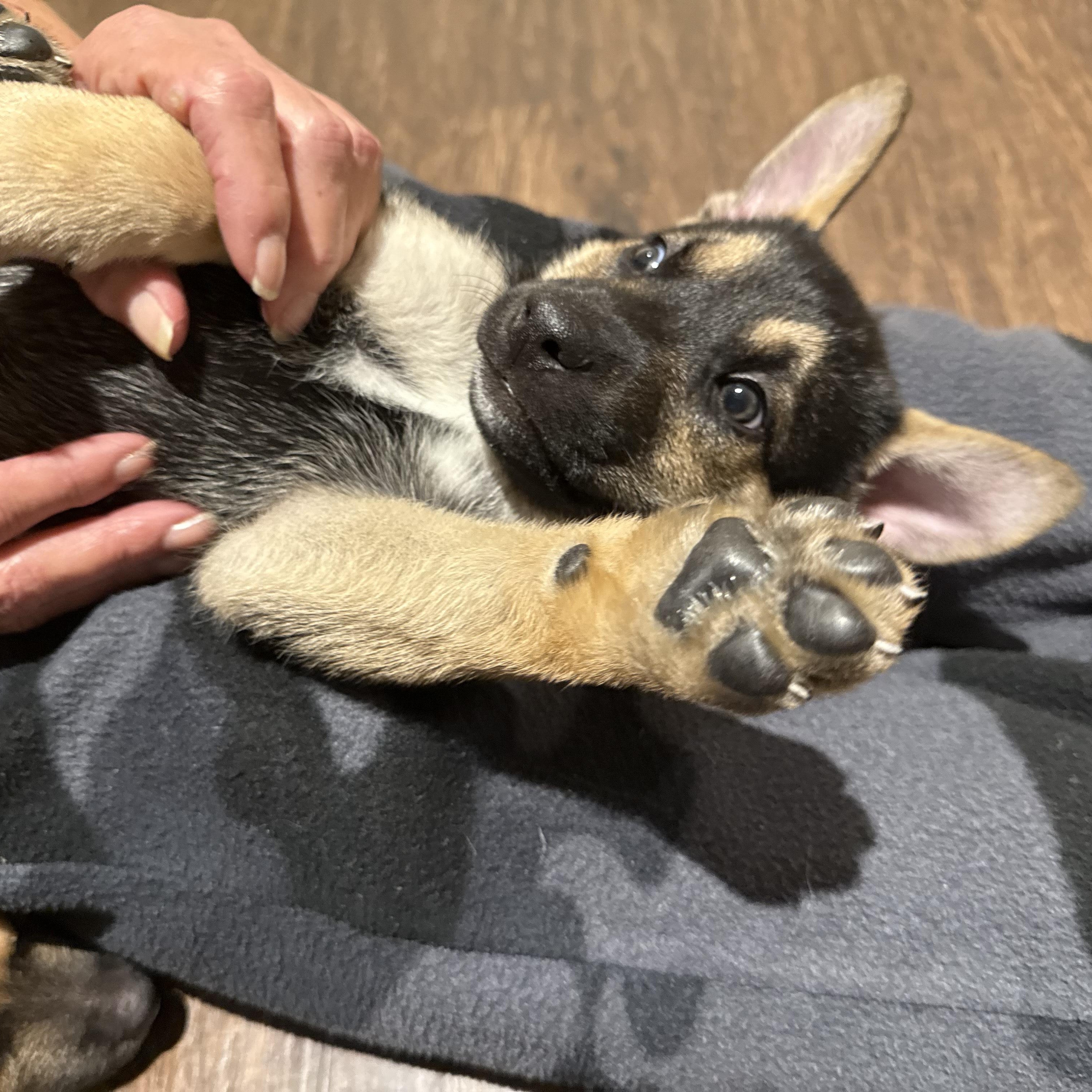 Haven, adoptable, Puppy Female German Shepherd Dog & Husky.