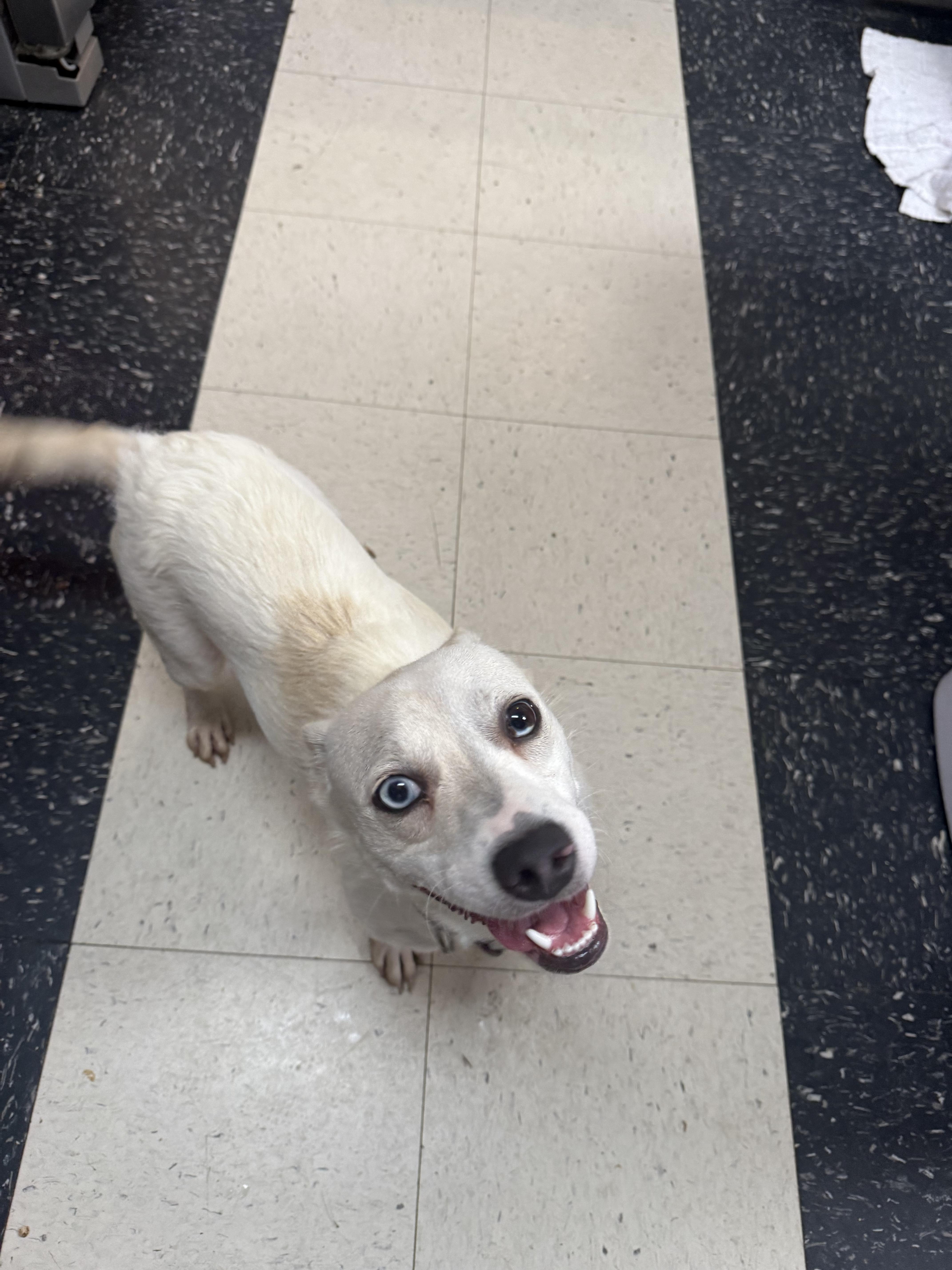 Sonny, ADOPTABLE, Young Male Cardigan Welsh Corgi.