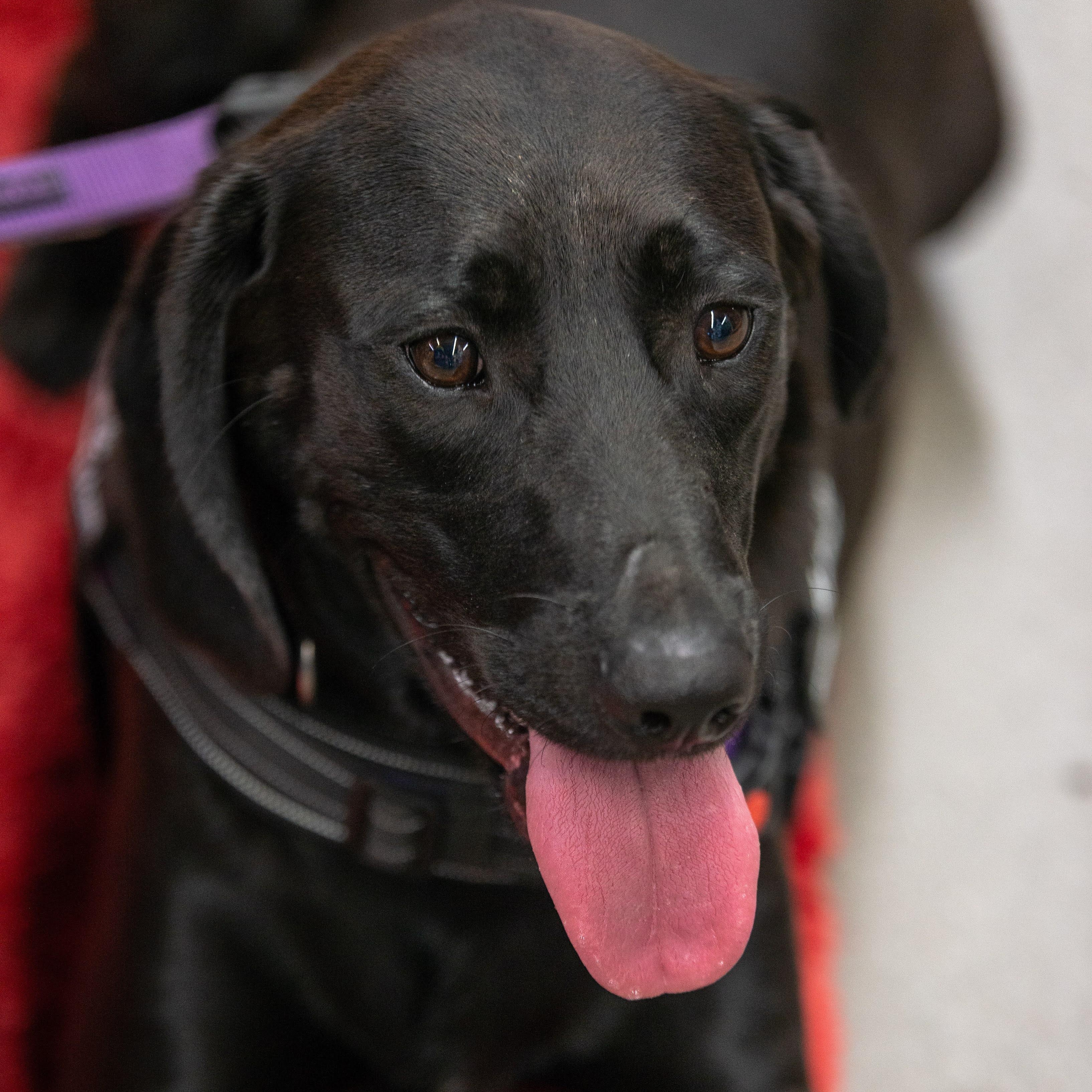 Bob, an adoptable Hound, Labrador Retriever in Springfield, MO, 65804 | Photo Image 1