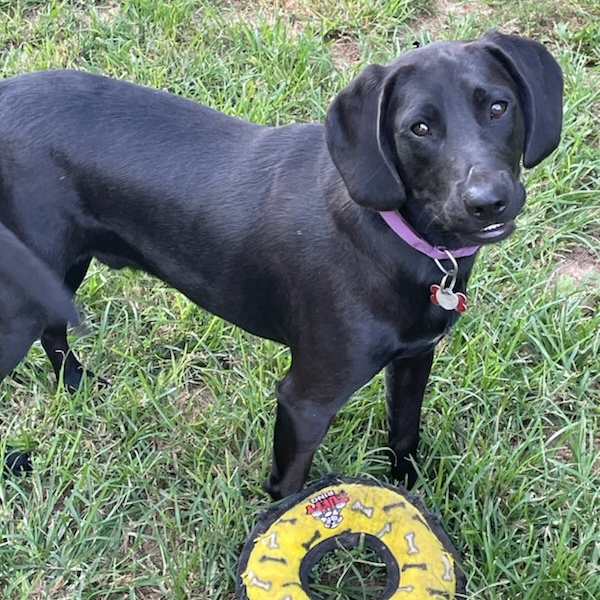 Bob, an adoptable Hound, Labrador Retriever in Springfield, MO, 65804 | Photo Image 2