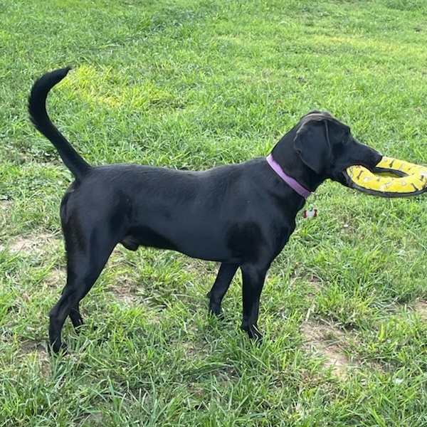 Enlarge Bob, a Adoptable mixed breed in Springfield, MO image 6/6