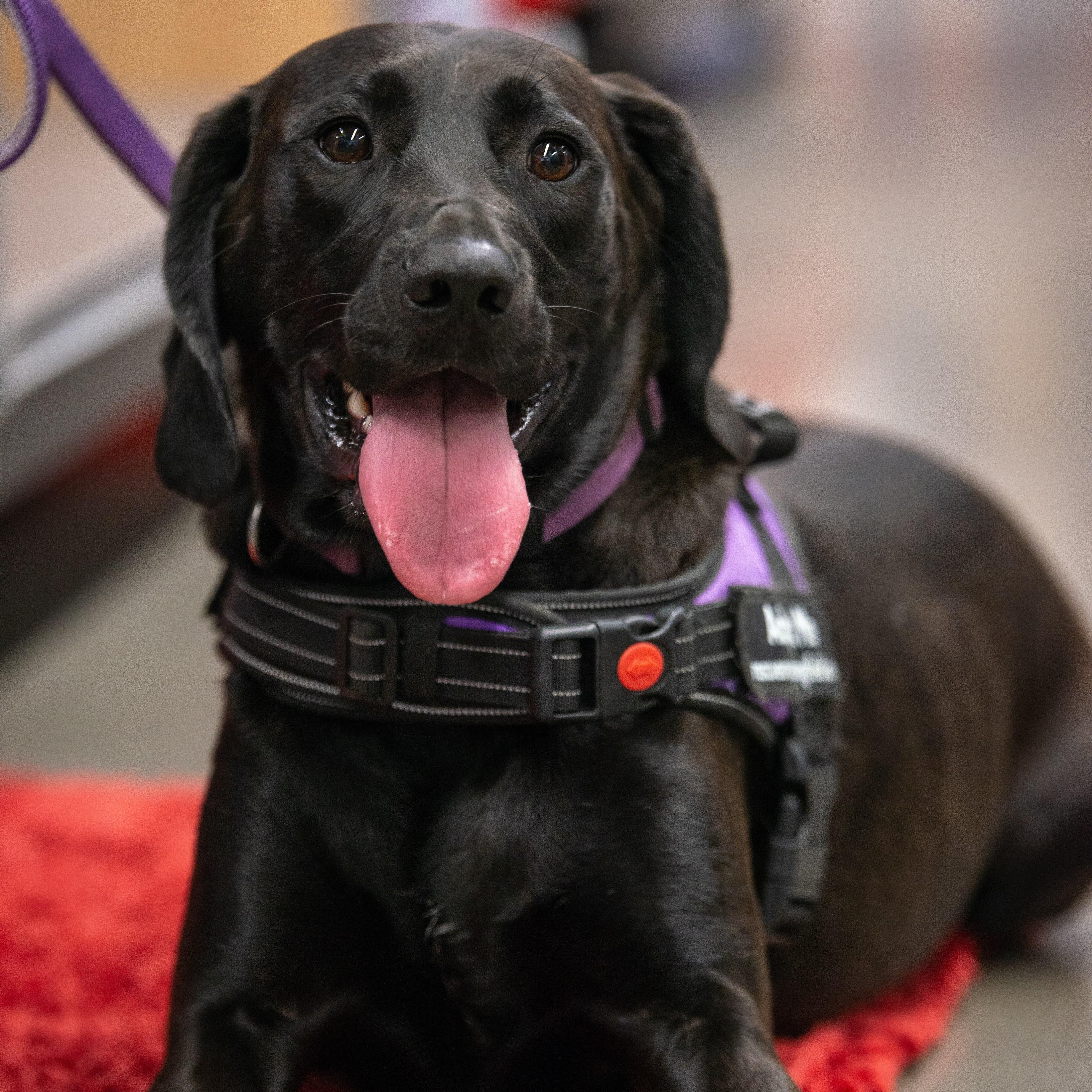 Bob, an adoptable Hound, Labrador Retriever in Springfield, MO, 65804 | Photo Image 3