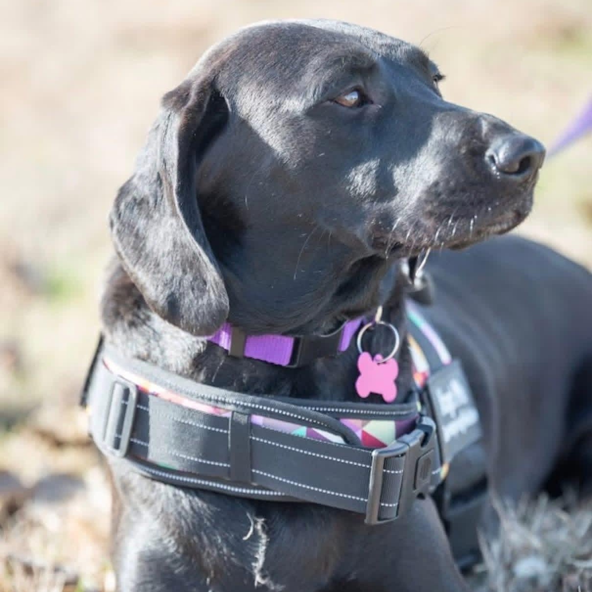 Enlarge Bob, a Adoptable mixed breed in Springfield, MO image 2/6
