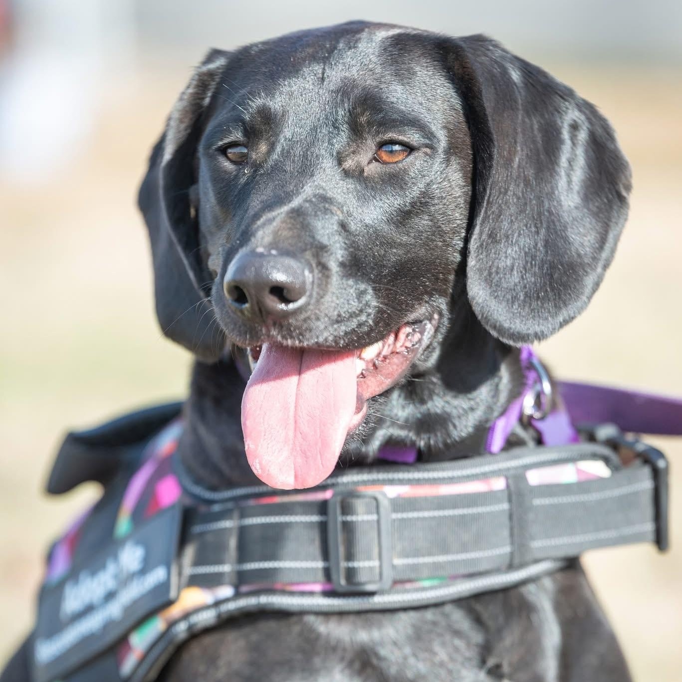 Enlarge Bob, a Adoptable mixed breed in Springfield, MO image 3/6