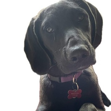 Bob, an adoptable Hound, Labrador Retriever in Springfield, MO, 65804 | Photo Image 5