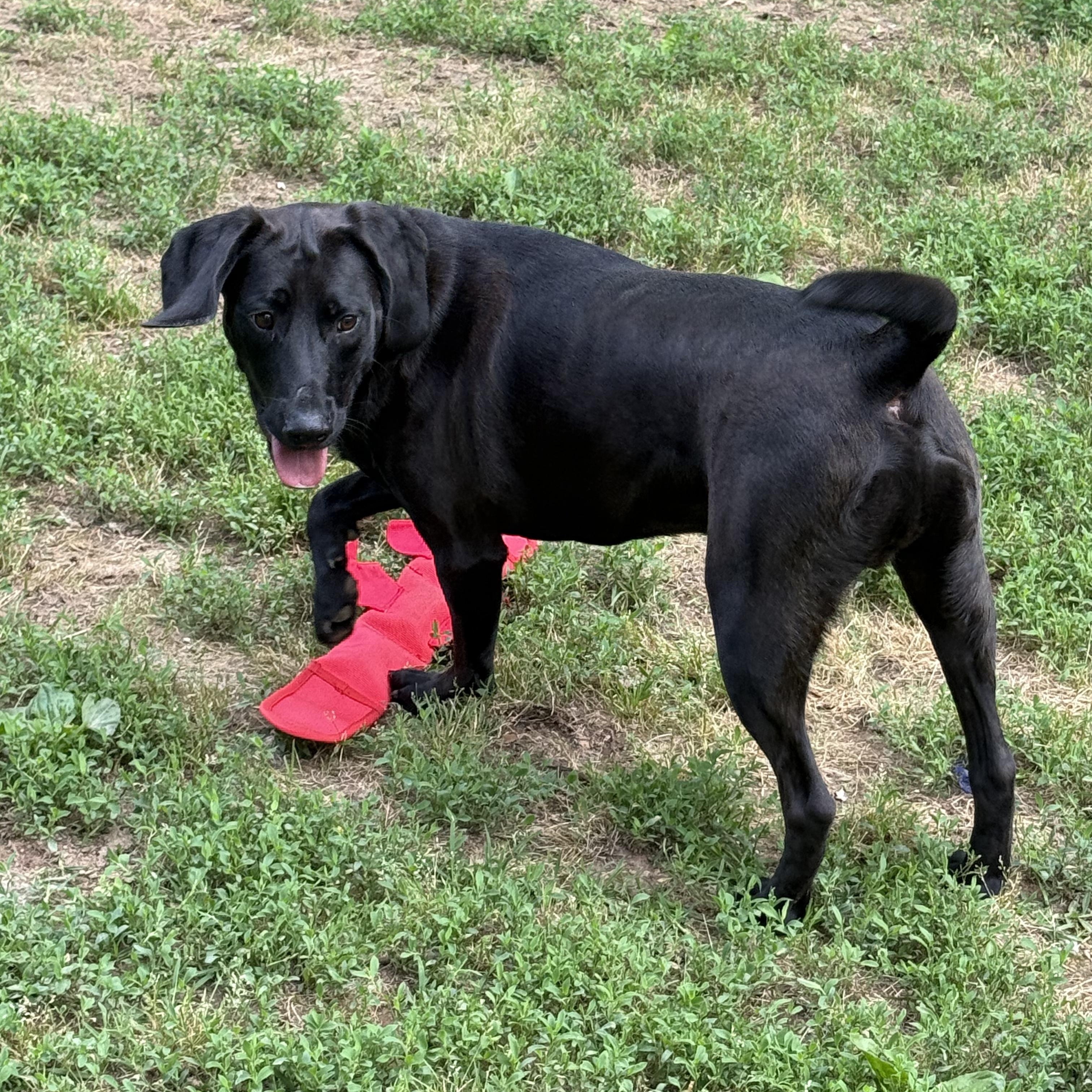 Bob, an adoptable Hound, Labrador Retriever in Springfield, MO, 65804 | Photo Image 4