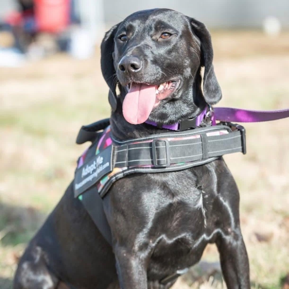 Enlarge Bob, a Adoptable mixed breed in Springfield, MO image 5/6