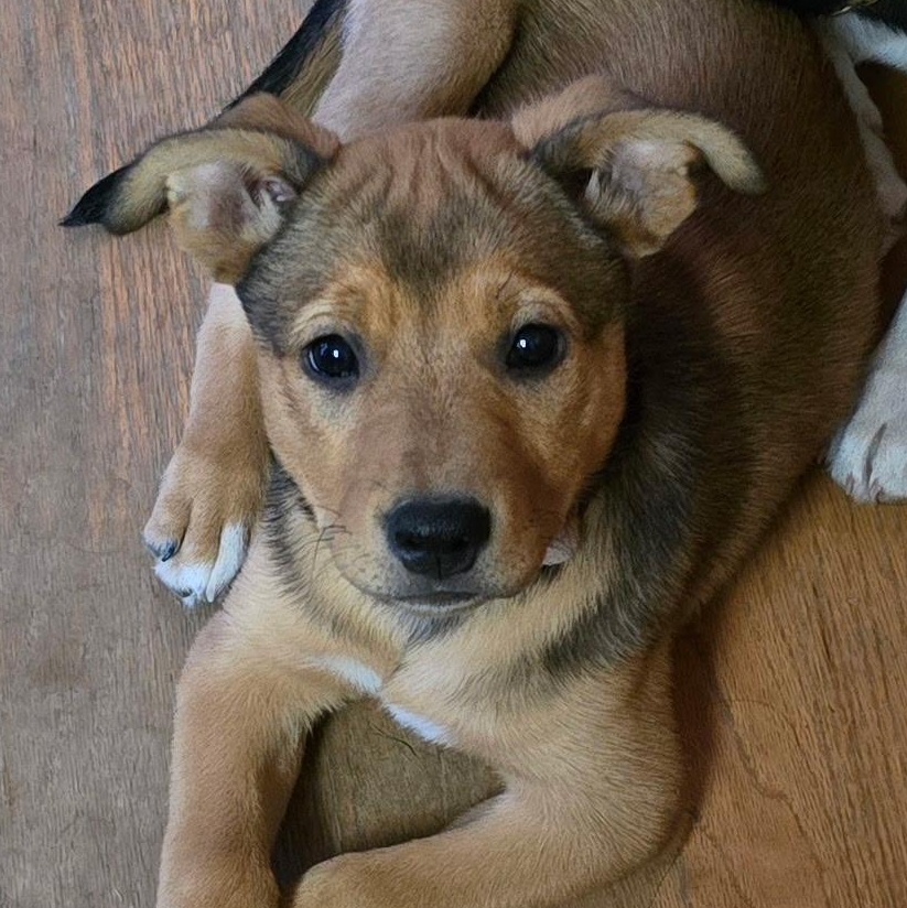 Chai, an adoptable Pit Bull Terrier in Ellensburg, WA, 98926 | Photo Image 3