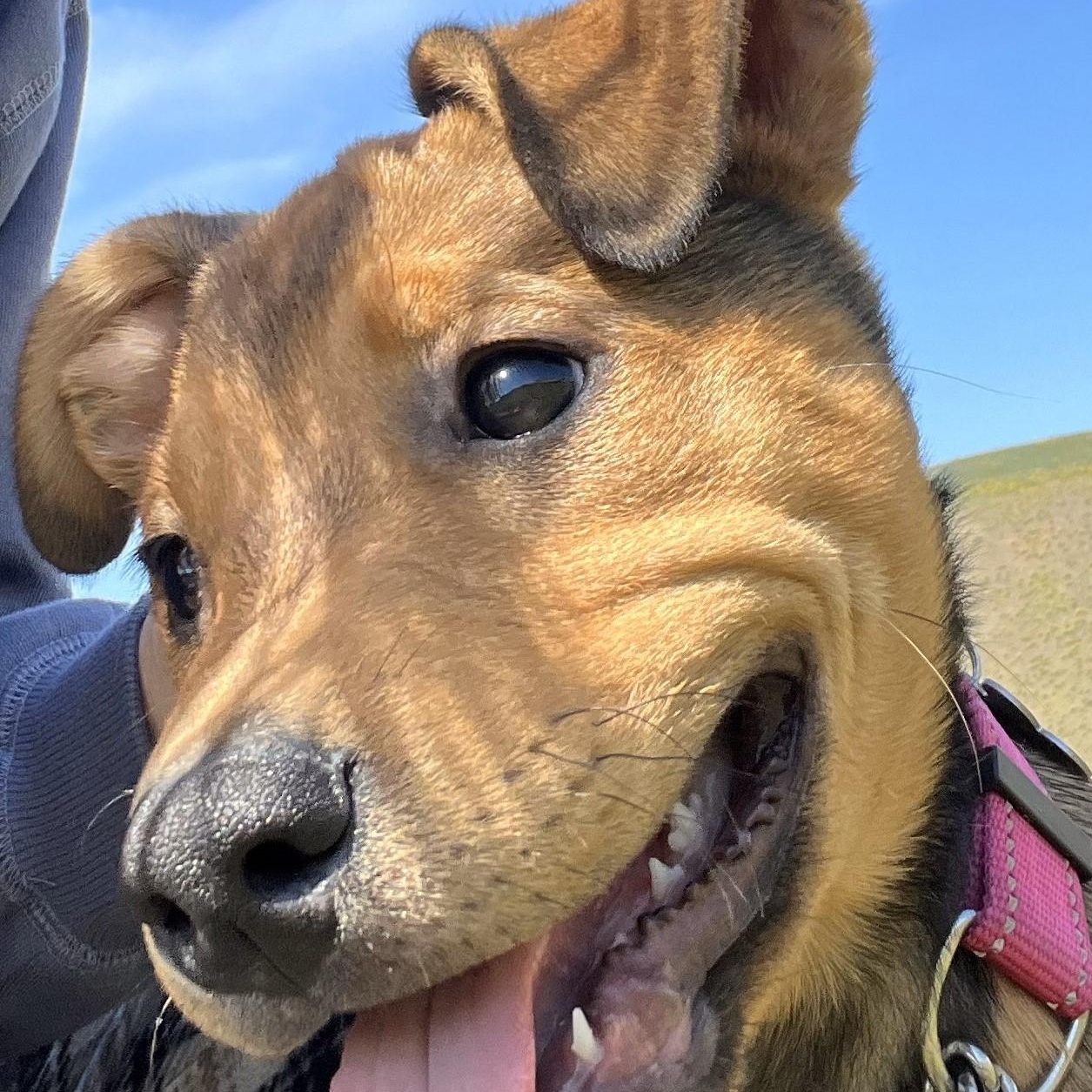 Chai, an adoptable Pit Bull Terrier in Ellensburg, WA, 98926 | Photo Image 1