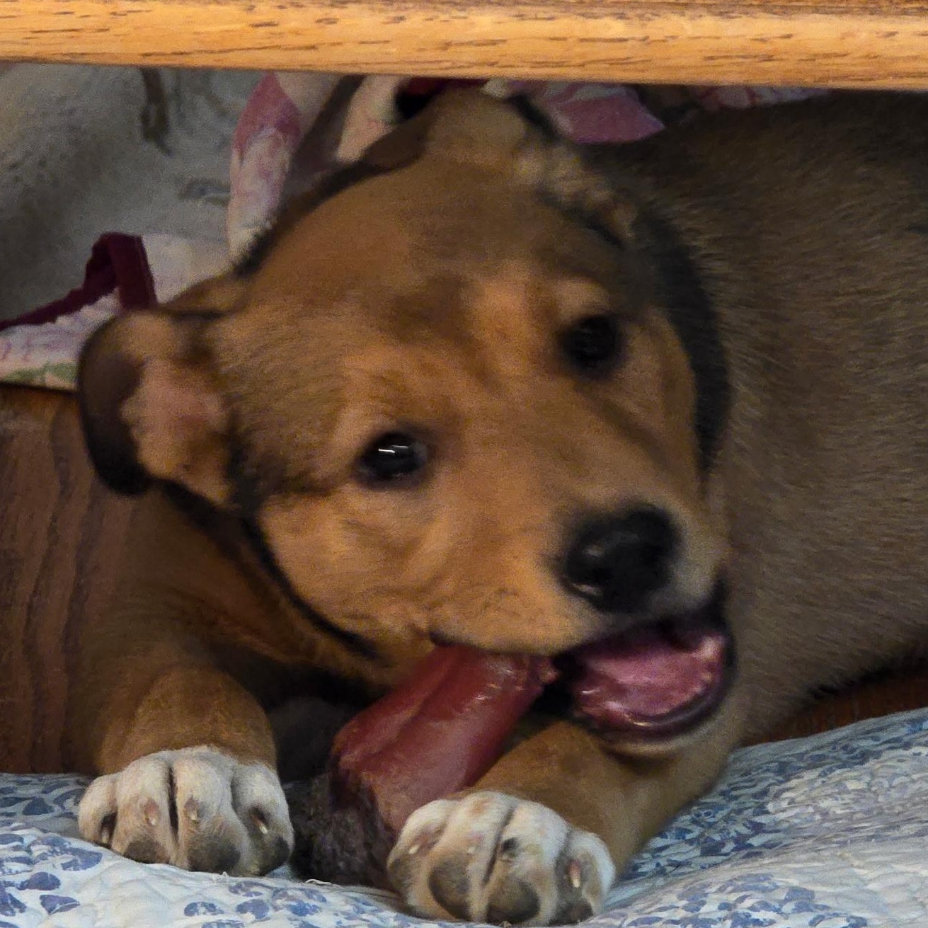 Chai, an adoptable Pit Bull Terrier in Ellensburg, WA, 98926 | Photo Image 5