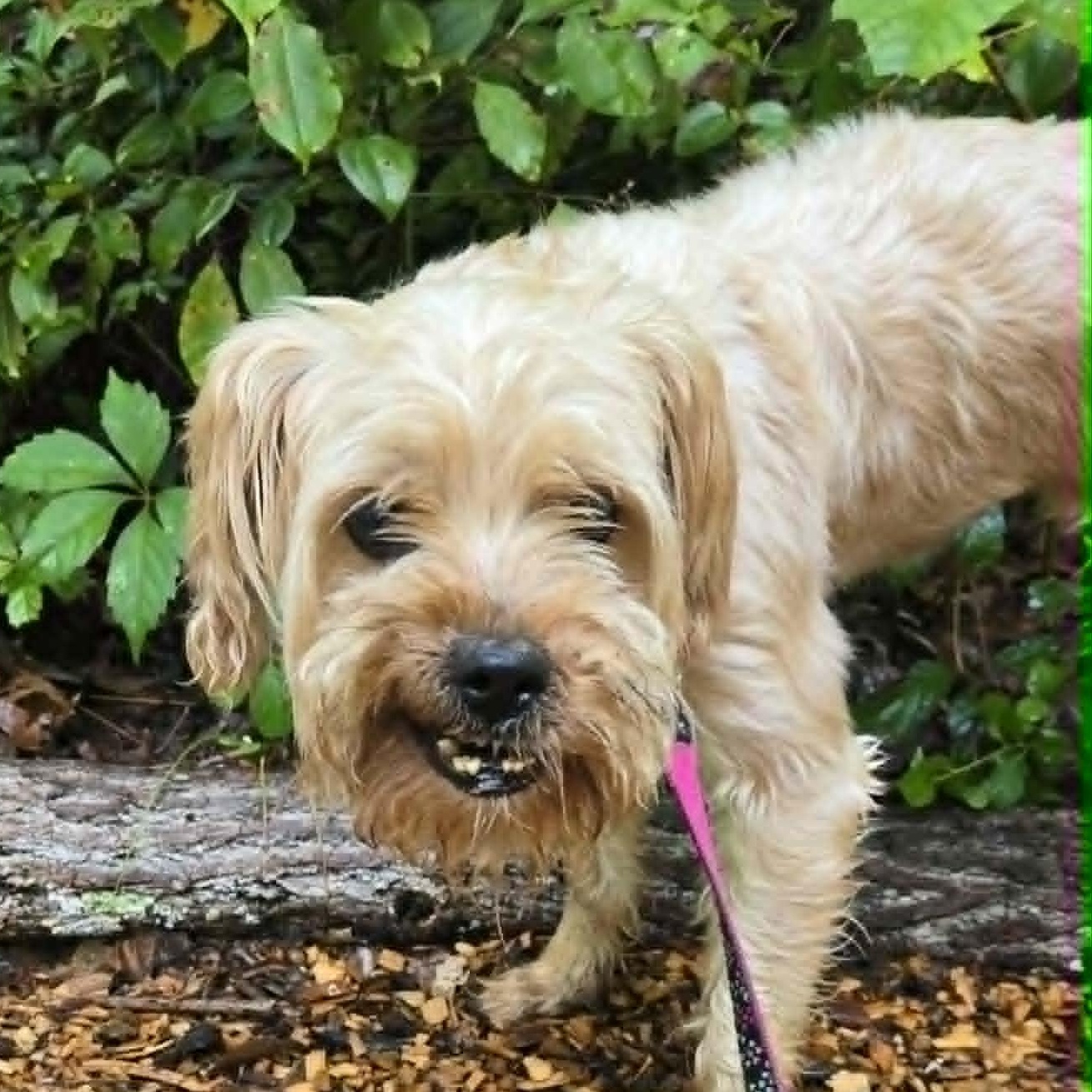 Bizz, an adoptable mixed breed in Severn, MD image 1/6