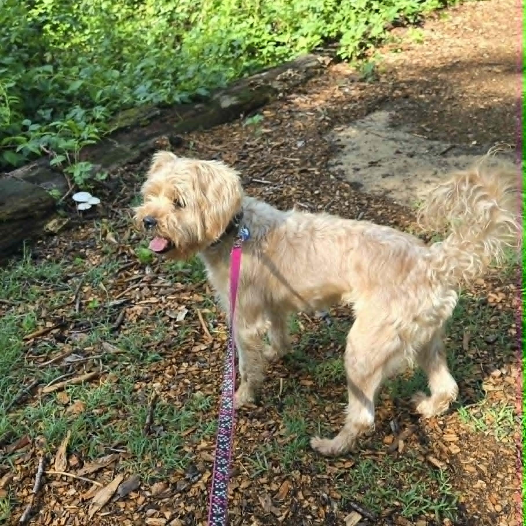 Bizz, an adoptable mixed breed in Severn, MD image 2/6
