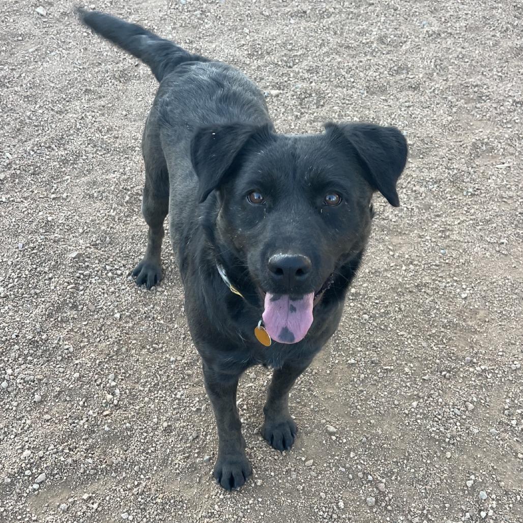 Abby, Adoptable, Adult Female Black Labrador Retriever & Mixed Breed.