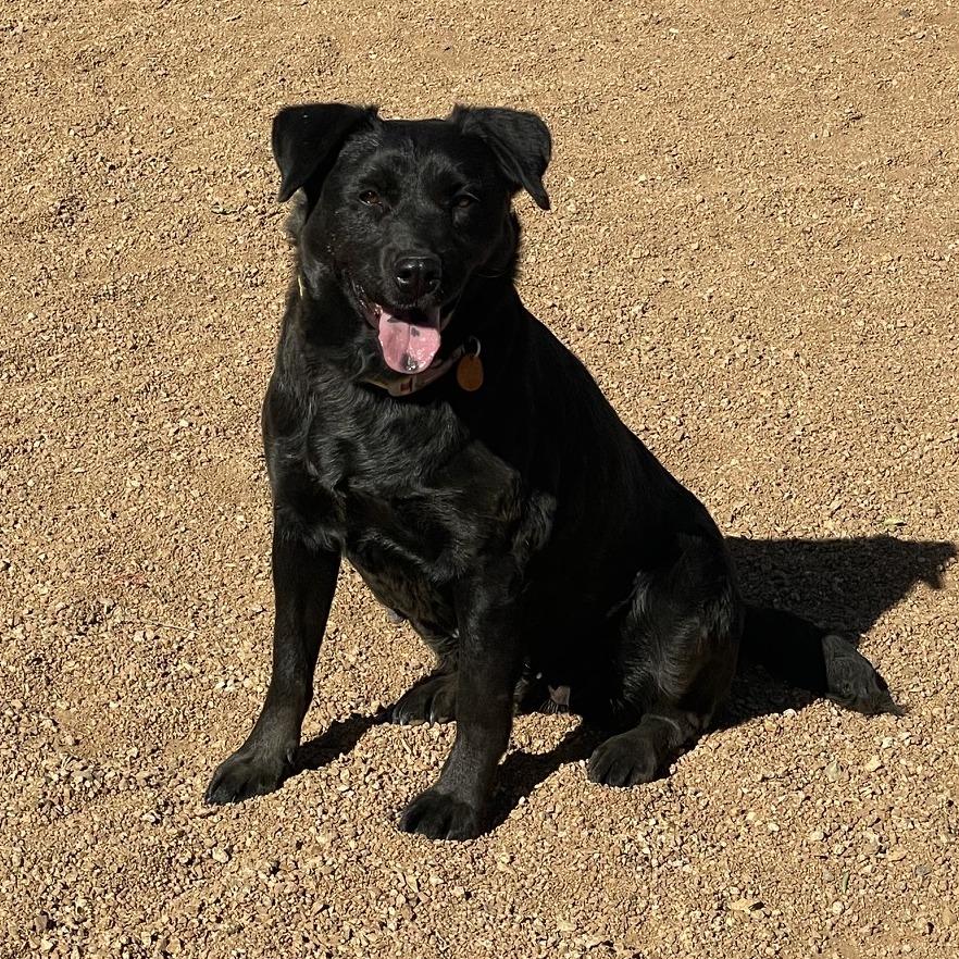 Abby, a Adoptable mixed breed in Prescott, AZ image 2/6