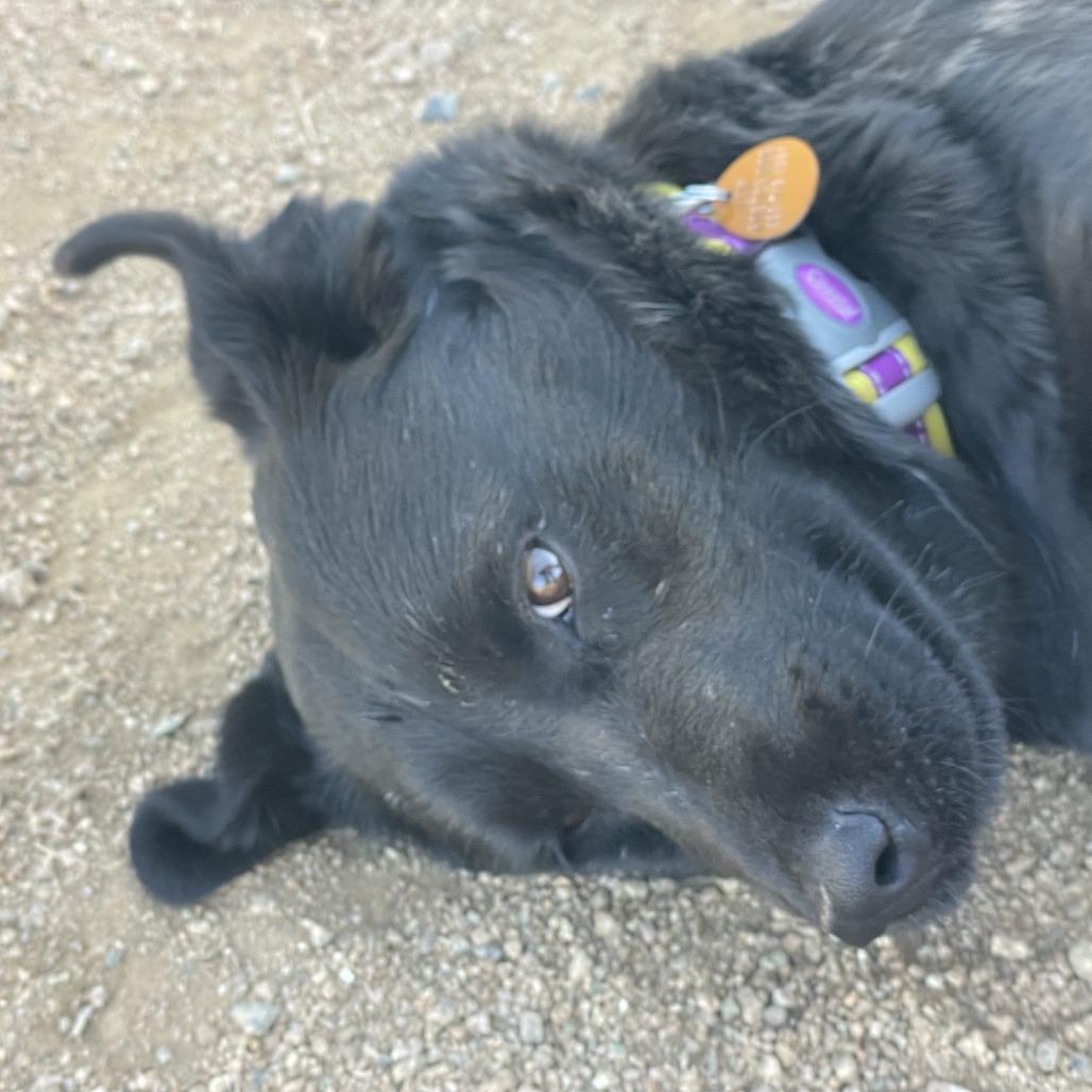 Abby, a Adoptable mixed breed in Prescott, AZ image 3/6