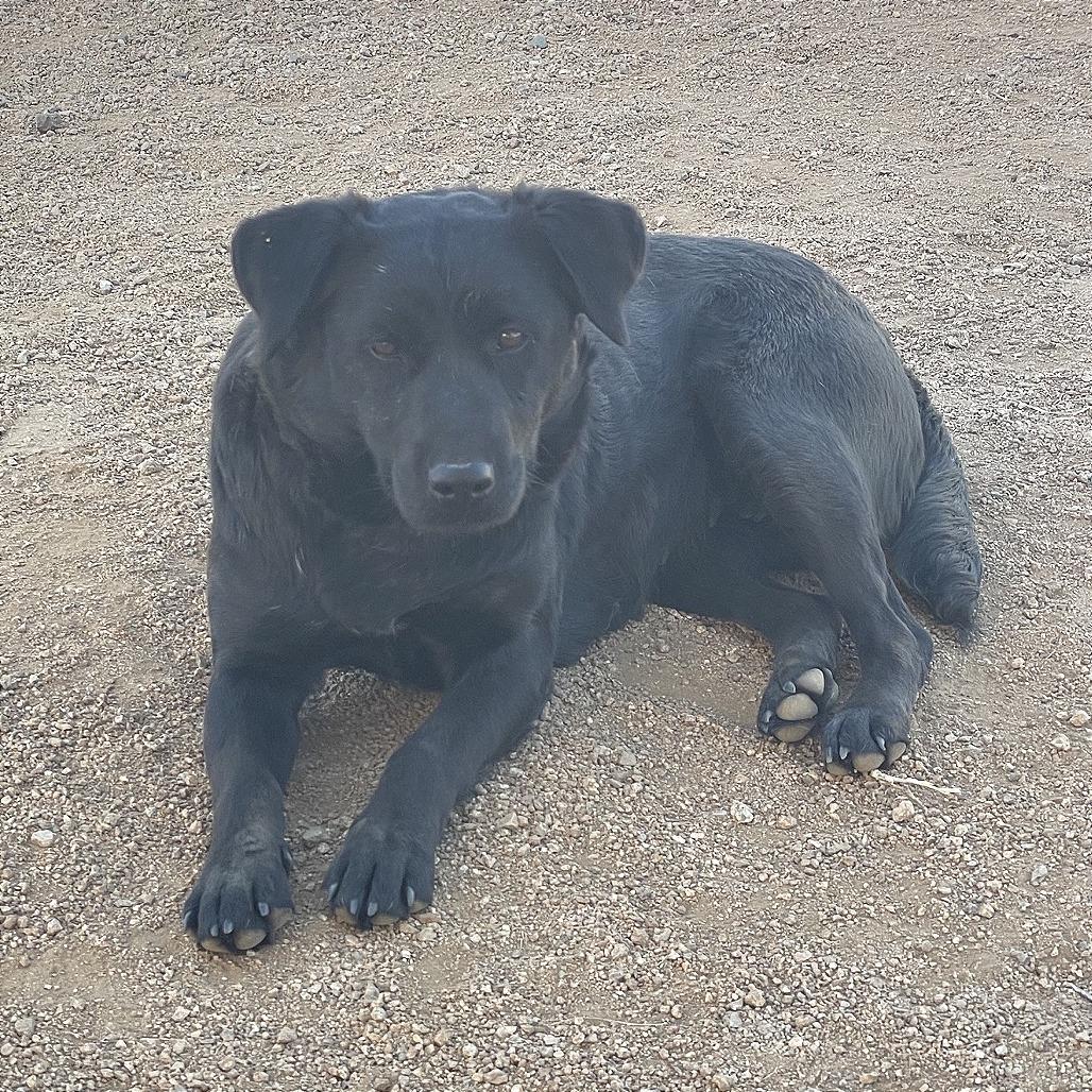 Abby, a Adoptable mixed breed in Prescott, AZ image 4/6