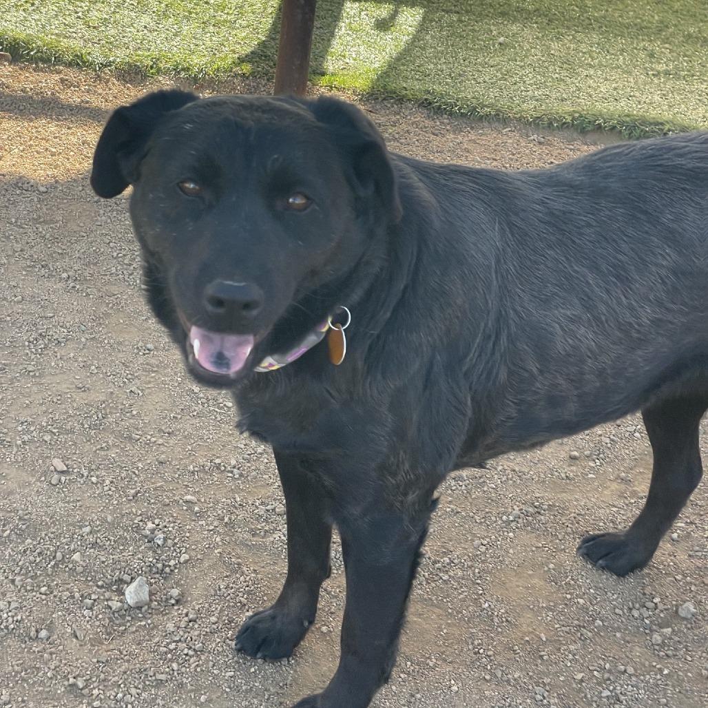 Abby, a Adoptable mixed breed in Prescott, AZ image 5/6