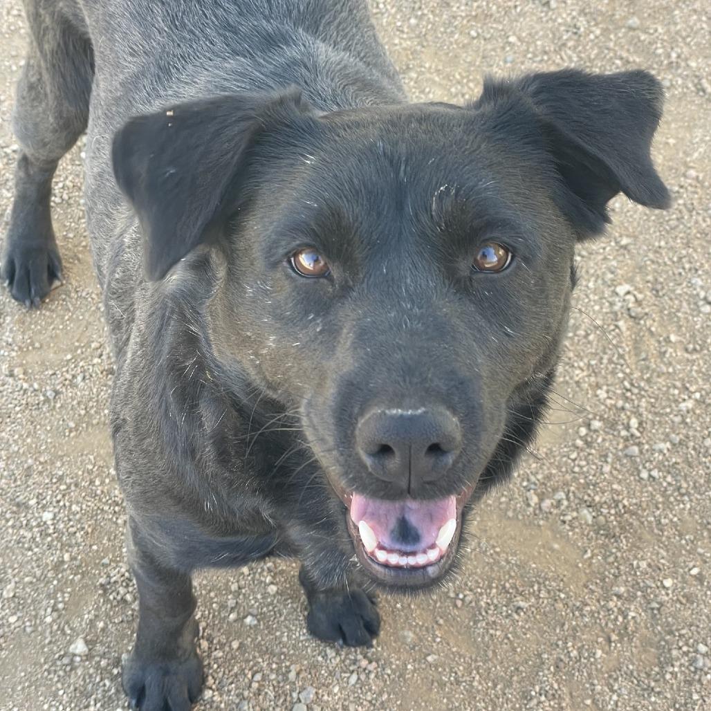 Abby, a Adoptable mixed breed in Prescott, AZ image 6/6