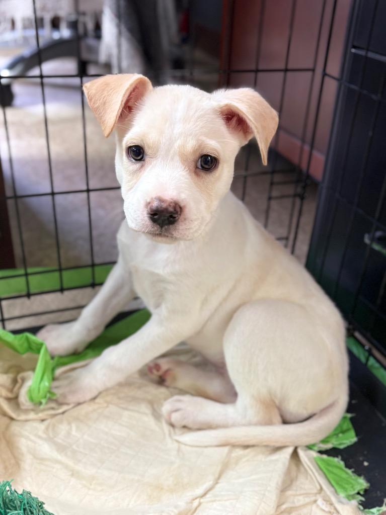 London, a Adoptable mixed breed in Nacogdoches, TX image 1/4