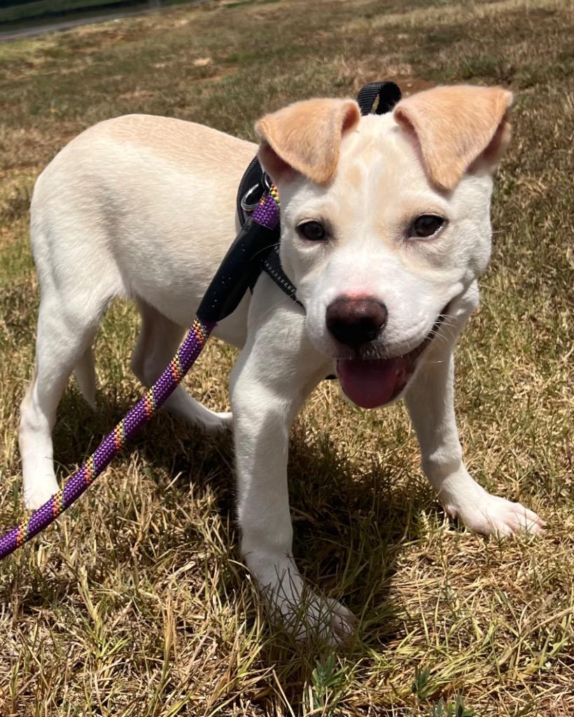 Enlarge London, a Adoptable mixed breed in Nacogdoches, TX image 2/6
