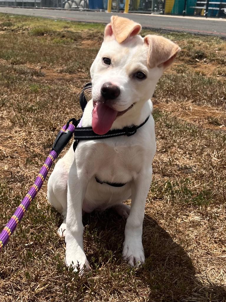 Enlarge London, a Adoptable mixed breed in Nacogdoches, TX image 3/6