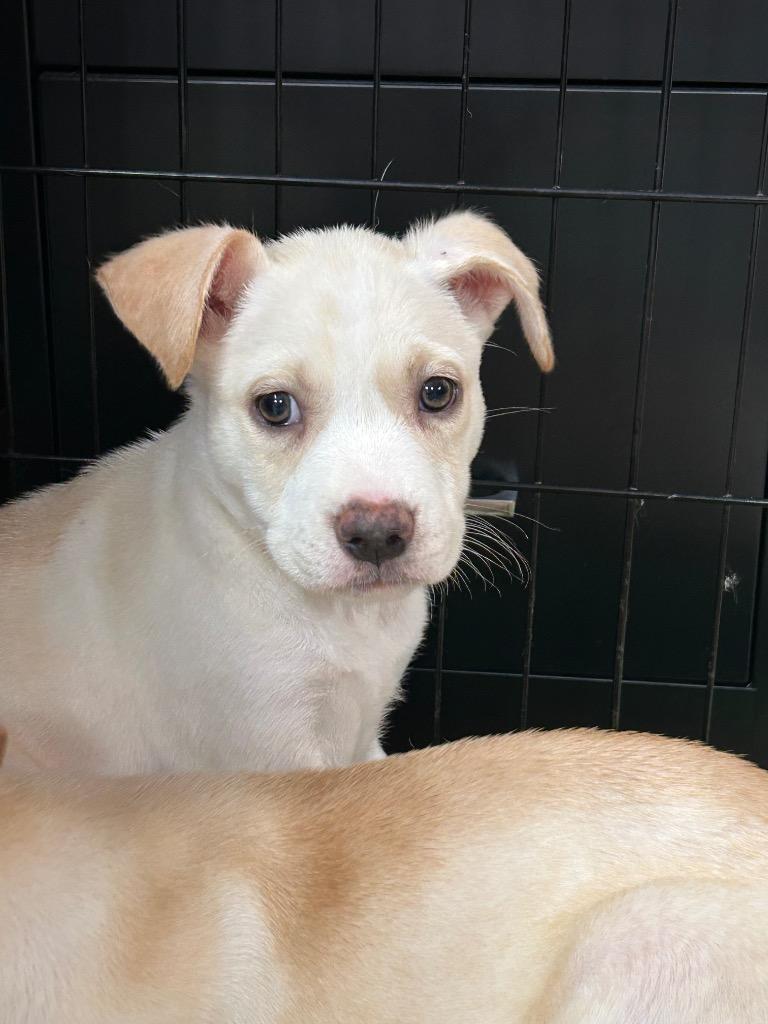 London, a Adoptable mixed breed in Nacogdoches, TX image 2/4