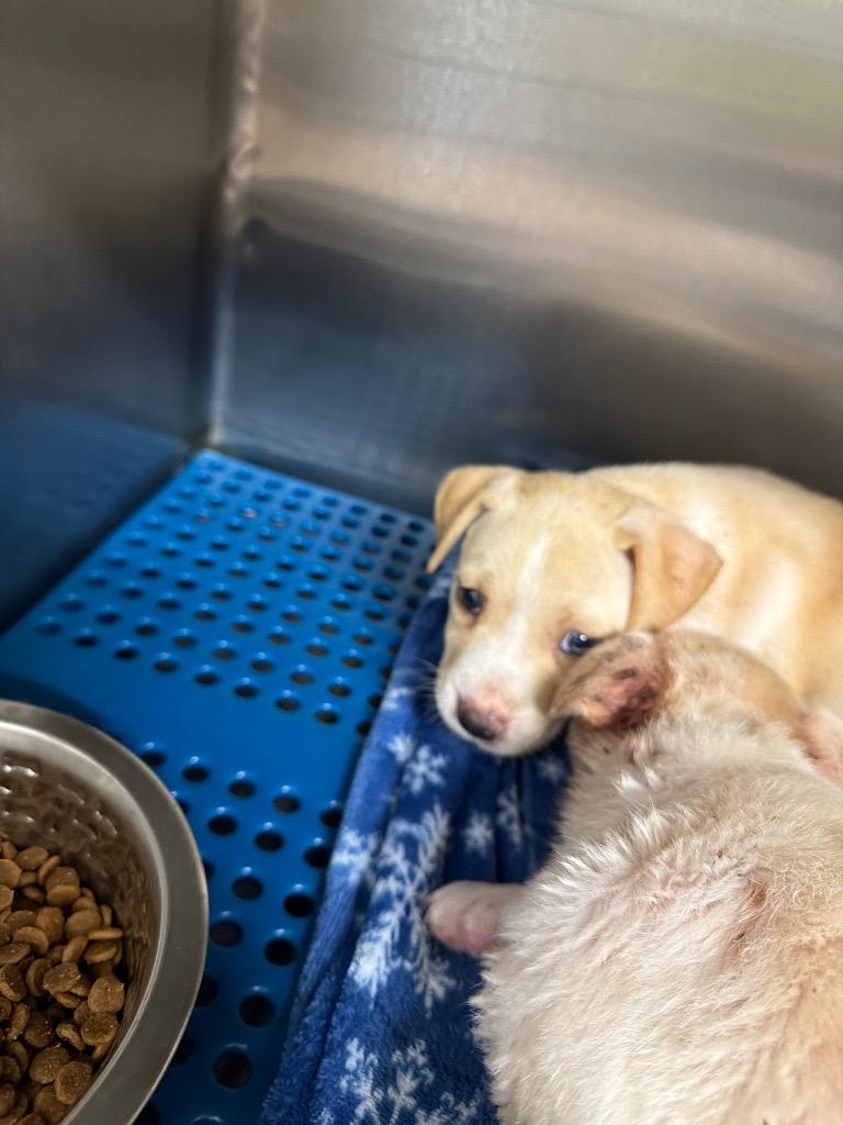 London, a Adoptable mixed breed in Nacogdoches, TX image 3/4