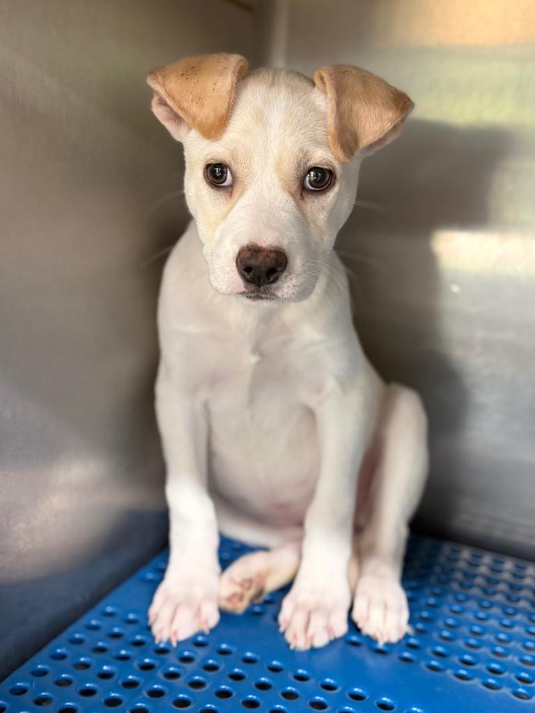 London, a Adoptable mixed breed in Nacogdoches, TX image 4/4
