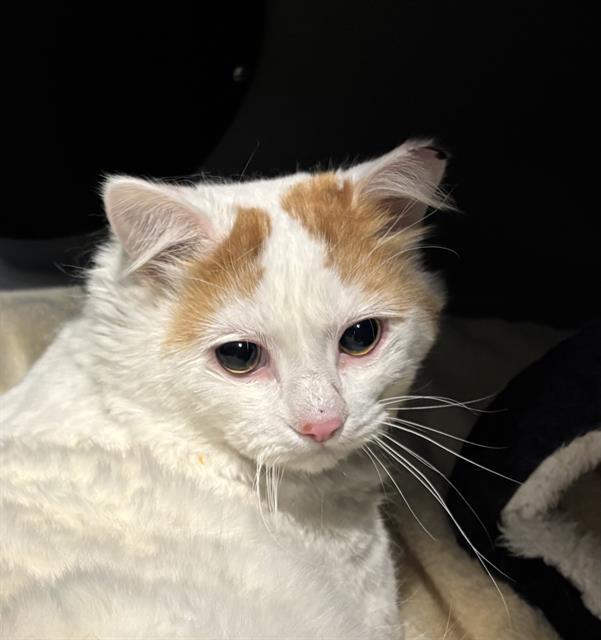 BABY, Adoptable, Adult Male Domestic Medium Hair.