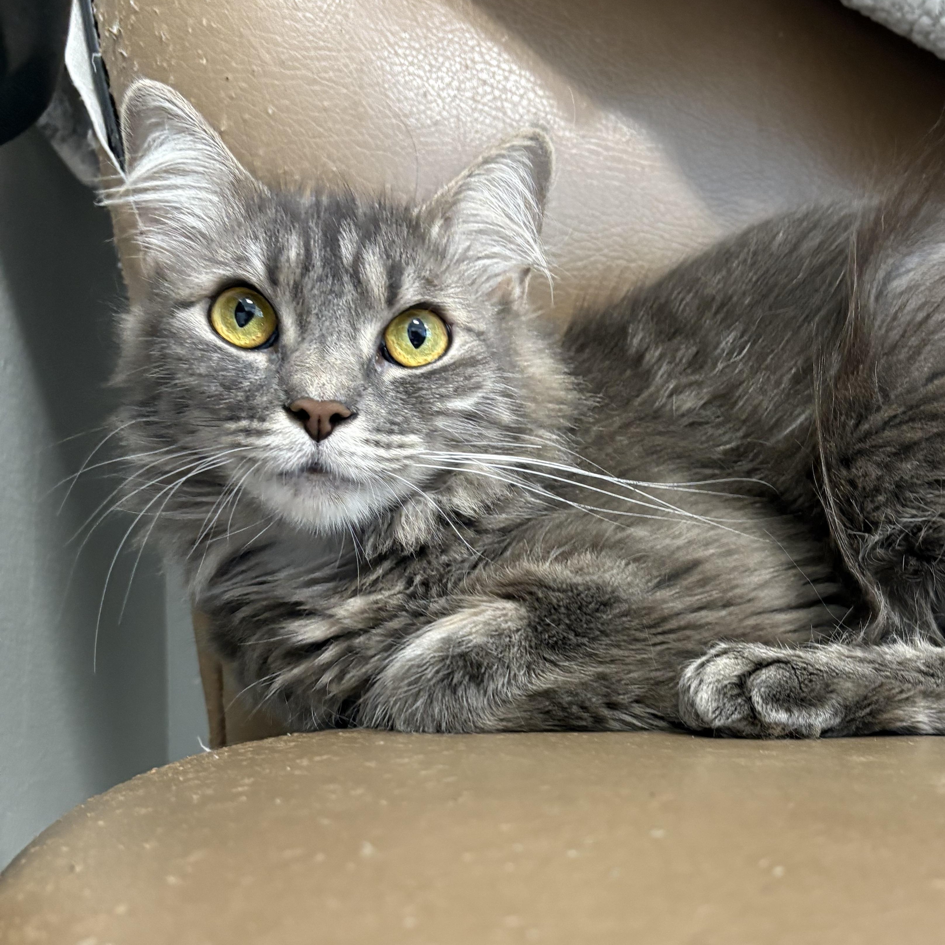 Scarlett Pawhanson, Young Female Domestic Long Hair