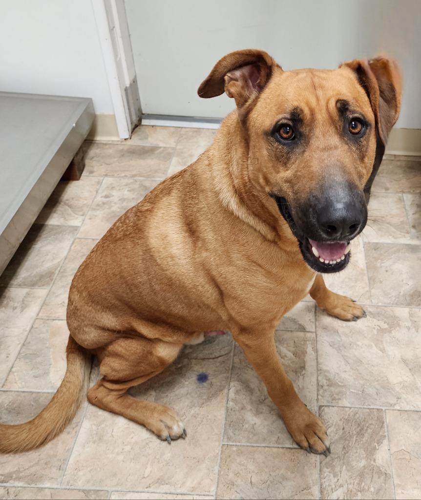 Enlarge Sargent Bronson, a Adoptable mixed breed in Gold Beach, OR image 2/2