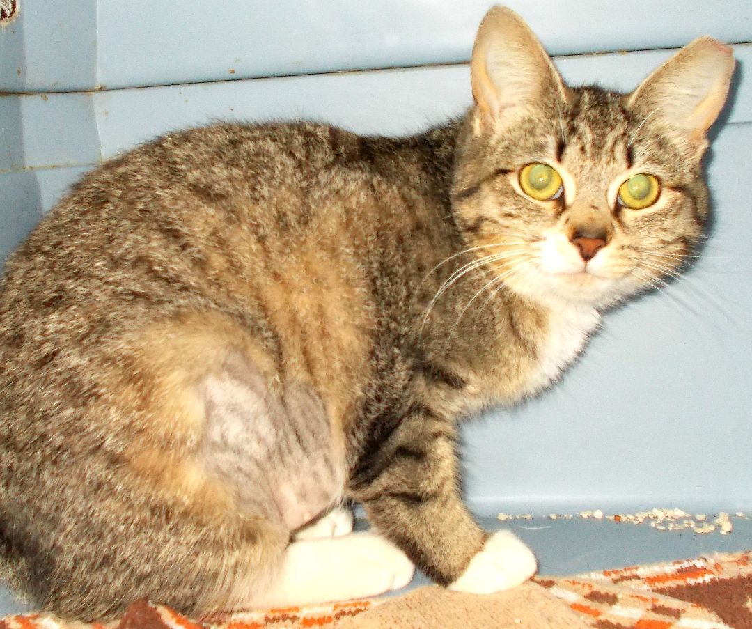 Robin, a Adoptable Manx in Chattanooga, TN image 1/2