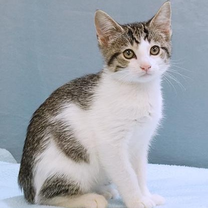 Birdie, Adoptable, Kitten Female Domestic Short Hair.